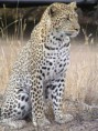 /album/allatokrol-kepek/leopard-jpg/