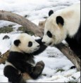 /album/allatokrol-kepek/panda-jpg/