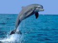 /album/allatokrol-kepek/delfin-jpg/